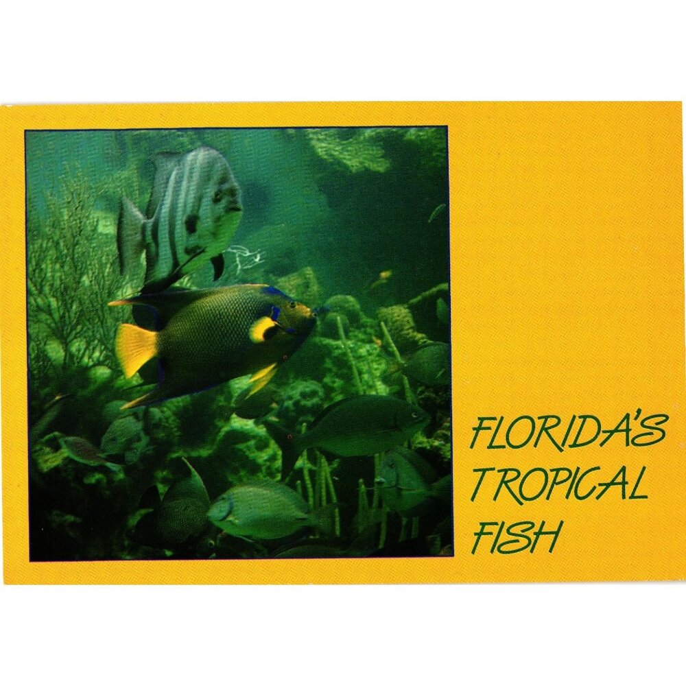 Floridas Tropical Fish Vintage Postcard Seminole Souvenirs Curteichcolor